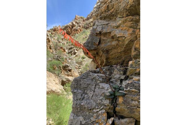 Vlok's gasteria Vlok's gasteria