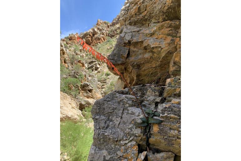 Gasteria vlokii 11054