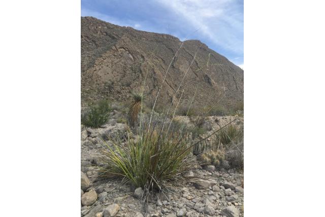 Valse yucca