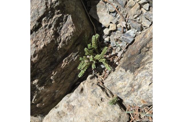 Lancetvormige crassula van Transvaal
