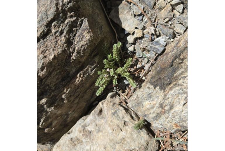 Crassula schimperi ssp schimperi 11060