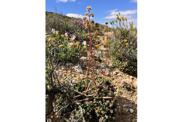 Crassula met weinig stam