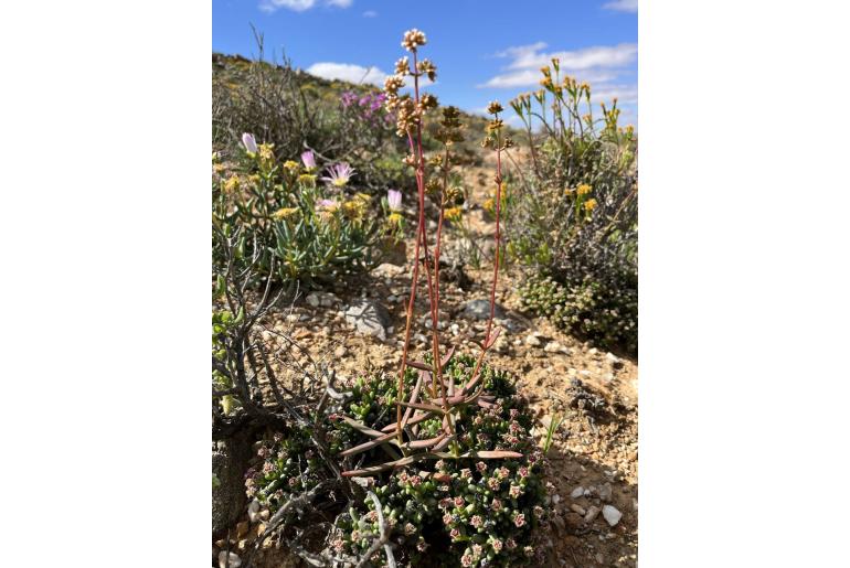 Crassula subacaulis 11061