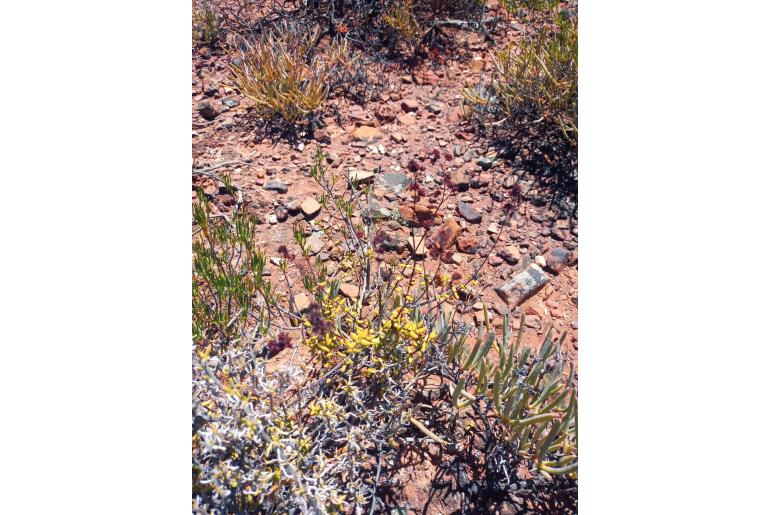 Crassula subaphylla -11062