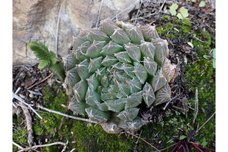 Haworthia cooperi var gordoniana 11070