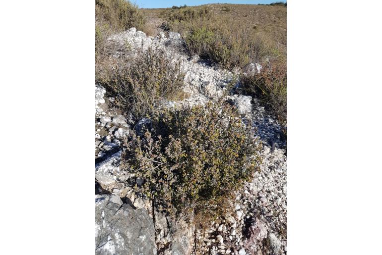 Drosanthemum asperulum&nbsp;11073