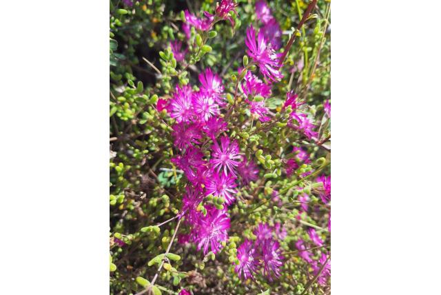 Du Plessis drosanthemum