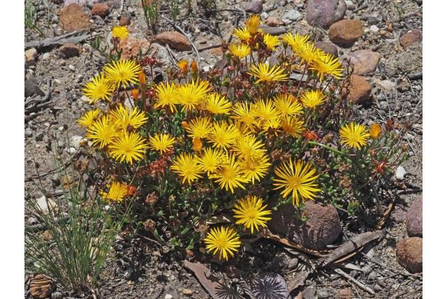 Gele drosanthemum