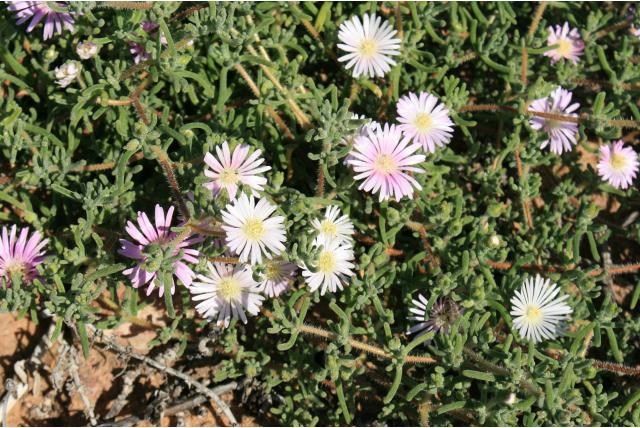Rechtopstaande drosanthemum