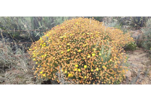 Halfbolvormige drosanthemum