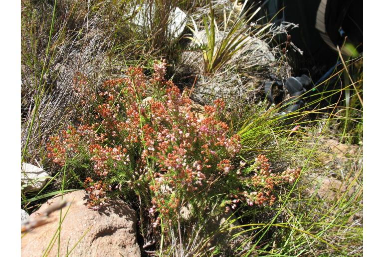 Erica phillipsii -11081