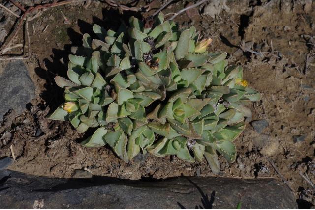 Britten's faucaria