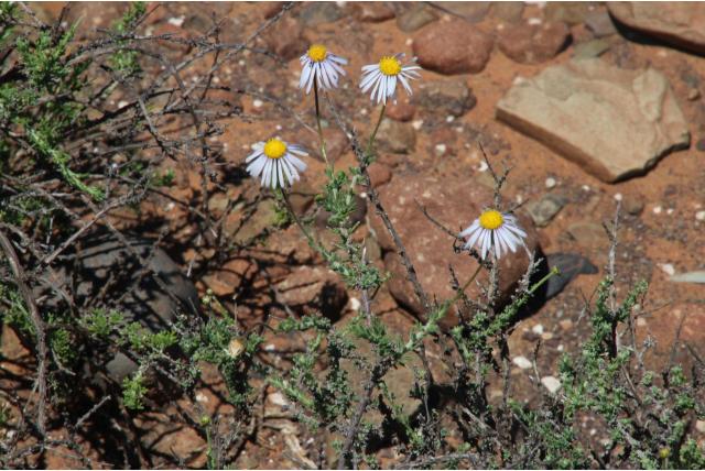 Harige felicia Harige felicia