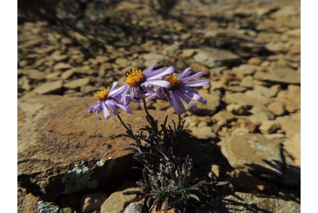 Knotsvormige margriet Knotsvormige margriet