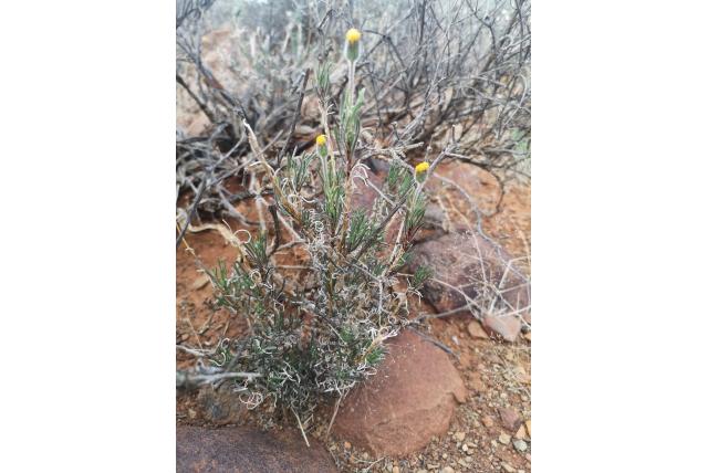 Groot gewortelde felicia Groot gewortelde felicia