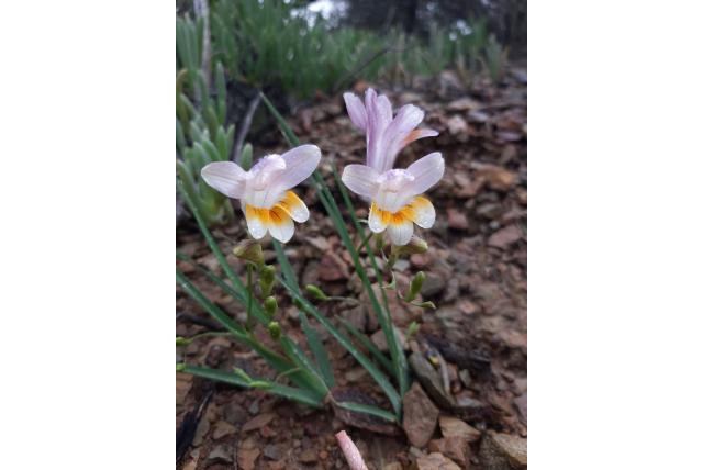 Geverfde freesia
