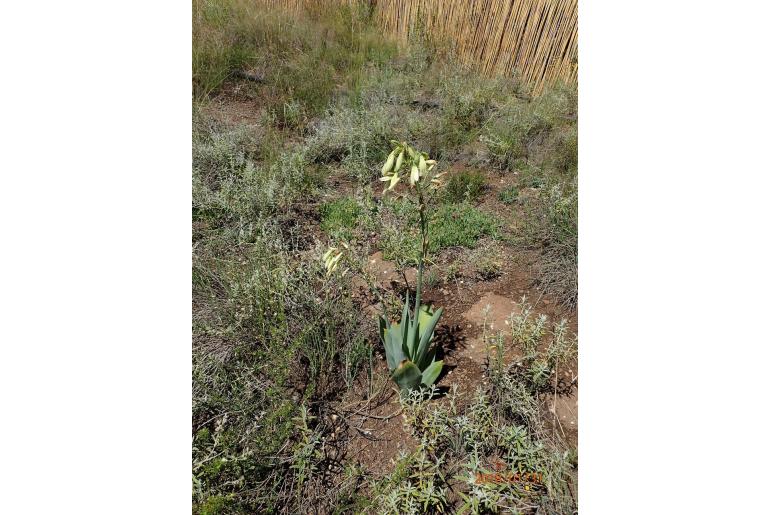 Ornithogalum regale 11091