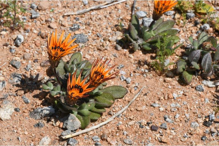 Gazania heterochaeta -11092