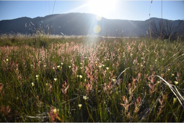 Louisa Bolus geissorhiza Louisa Bolus geissorhiza