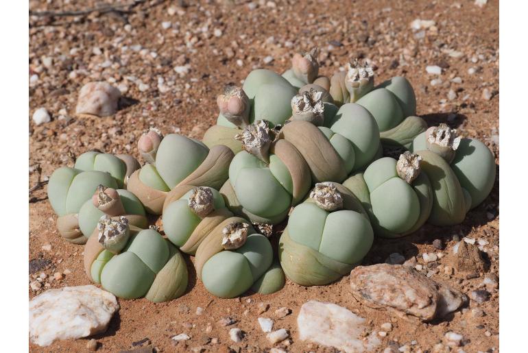 Gibbaeum album 11098