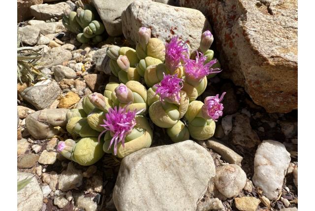 Heath's gibbaeum