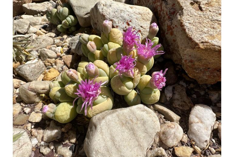 Gibbaeum heathii -11101
