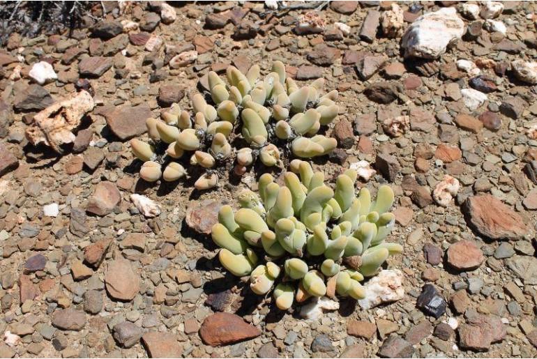 Gibbaeum shandii -11102
