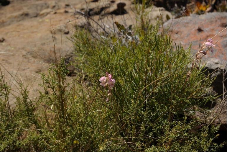 Gladiolus vernus 11107