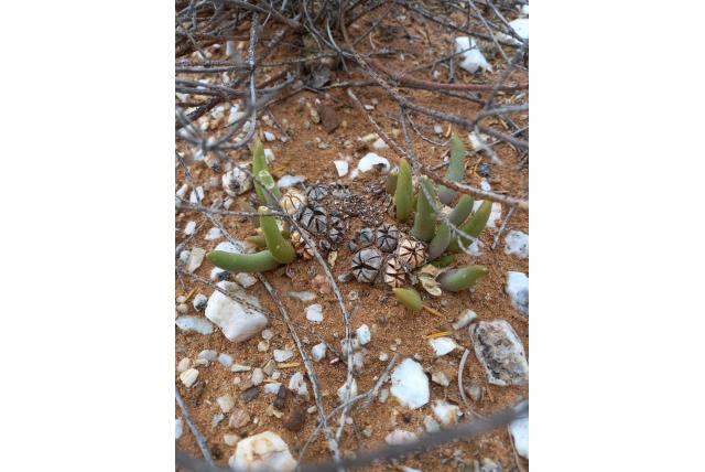 Ferguson's glottiphyllum
