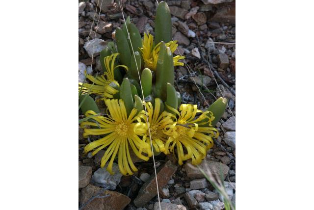 Stijgende glottiphyllum