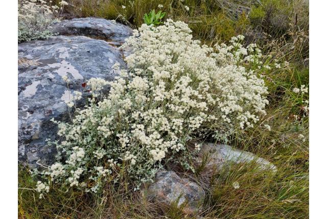 Strobloem met vioolvormig blad