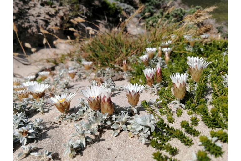 Helichrysum retortum 11115