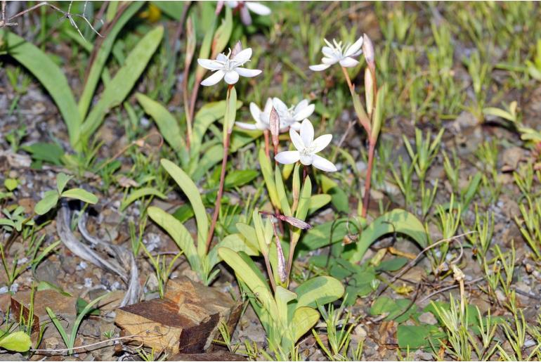 Hesperantha hantamensis 11116