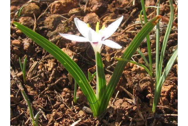 Modder hesperantha Modder hesperantha