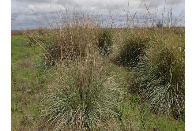 Blauwe hyparrhenia