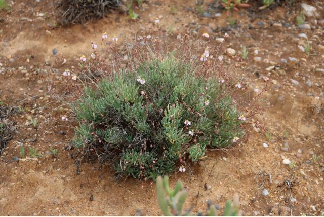Salsola-achtige kewa