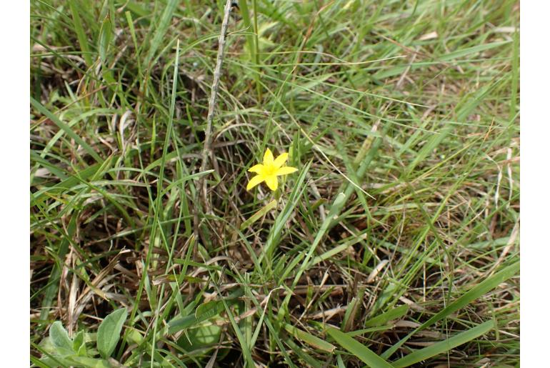 Hypoxis angustifolia&nbsp;11126