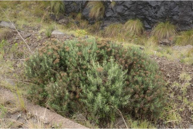 Thode's inulanthera Thode's inulanthera