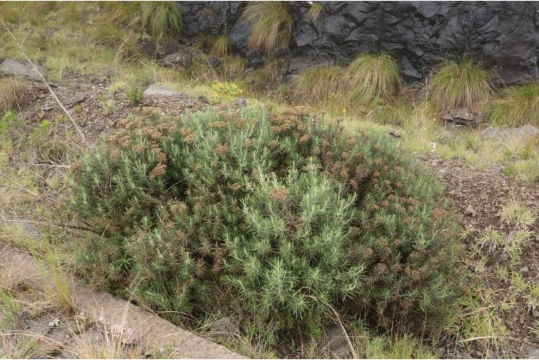 Inulanthera thodei 11128
