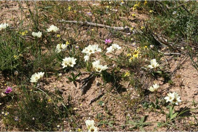 Verkorte avondbloem Verkorte avondbloem