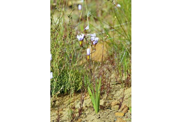 Gedraaide avondbloem Gedraaide avondbloem