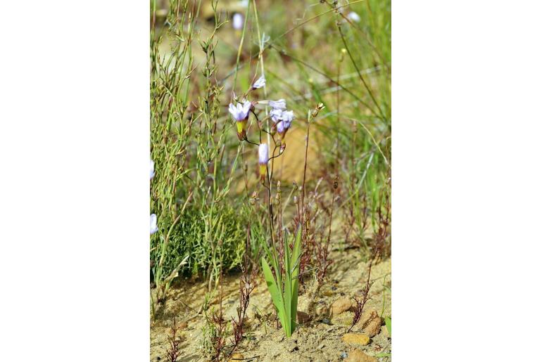 Ixia contorta 11130