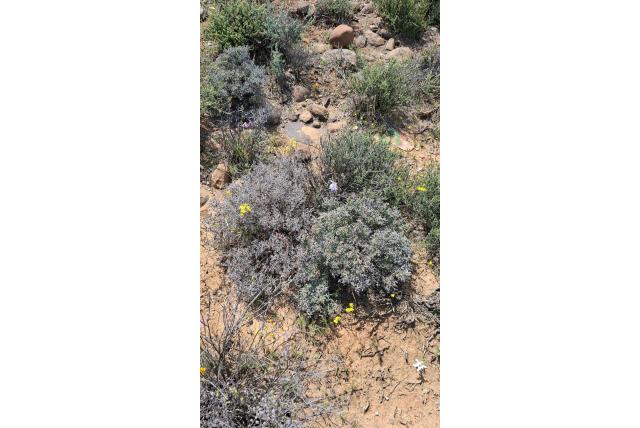 Rapunculus-achtige avondbloem Rapunculus-achtige avondbloem