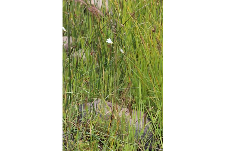Ixia thomasiae -11132