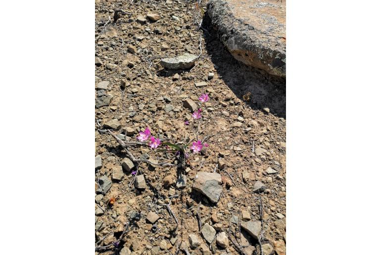 Ixia trifolia -11133