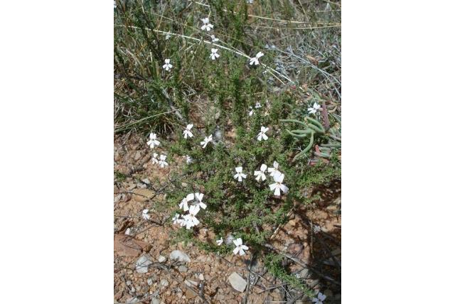 Gedraaide jamesbrittenia