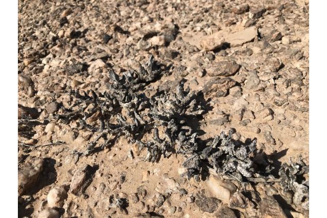 Witte juttadinteria Witte juttadinteria