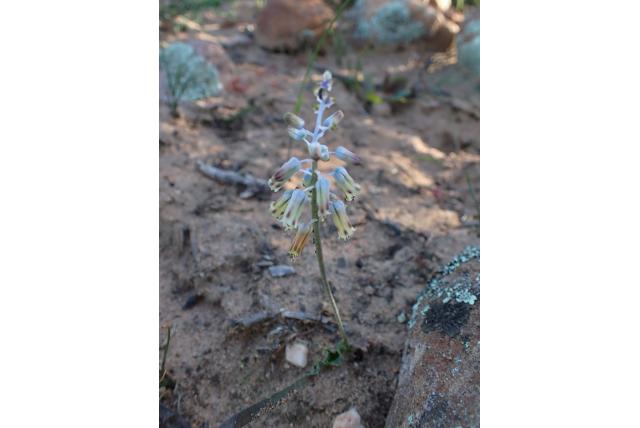 Harige lachenalia