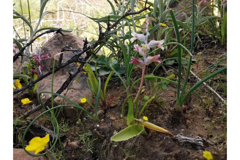 Lachenalia maximiliani 11144