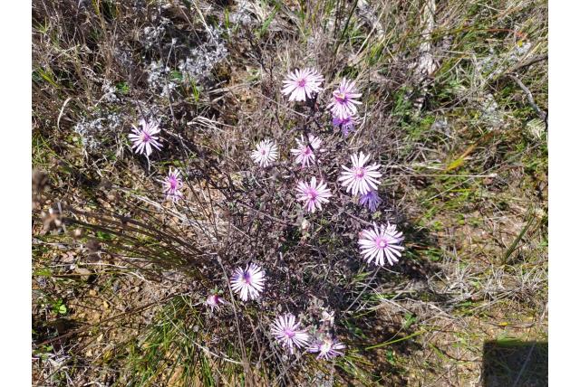 Elegante lampranthus Elegante lampranthus